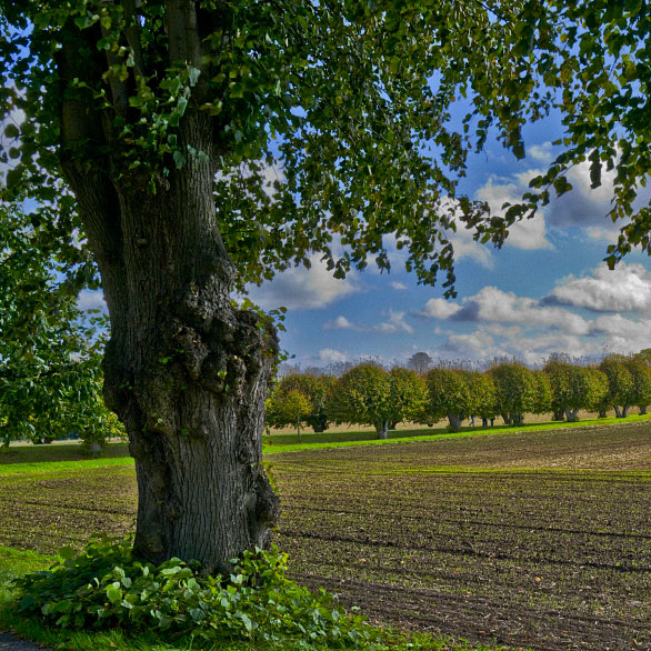 Von Linden und Weiden